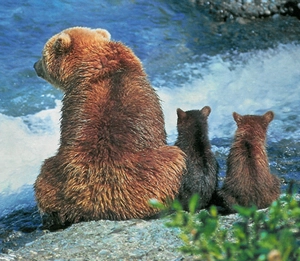 Wildlife Photography